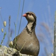 Pointer per la Caccia alla Coturnice